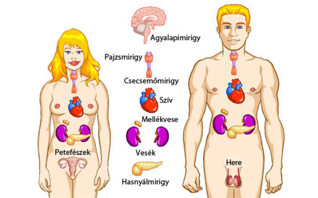 Hormonrendszer időszaka - MÁRCIUS és ÁPRILIS