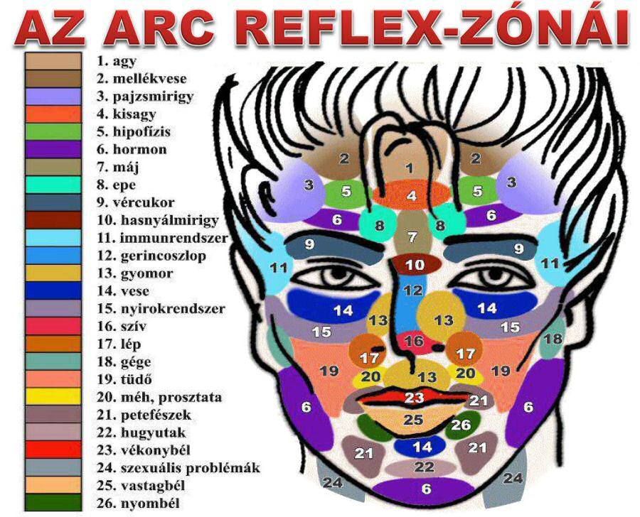 arctorna, arc reflexzonai